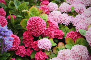annabelle flowers