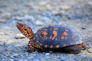 Phuket Happiness Trips Turtle Village