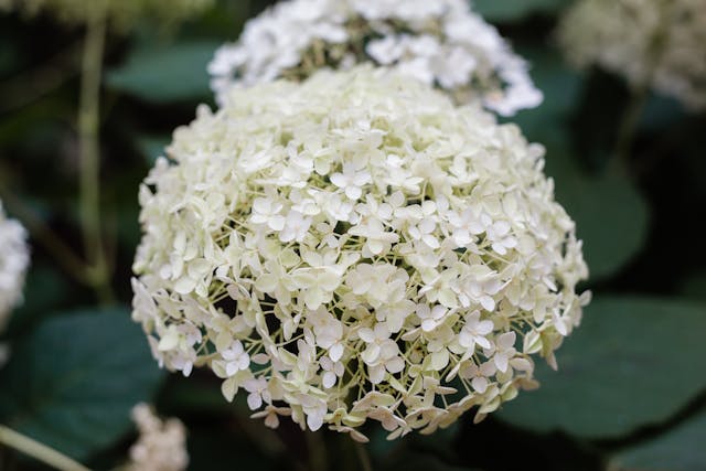 annabelle flowers