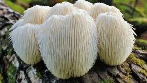 Spiritual Benefits of Lion's Mane